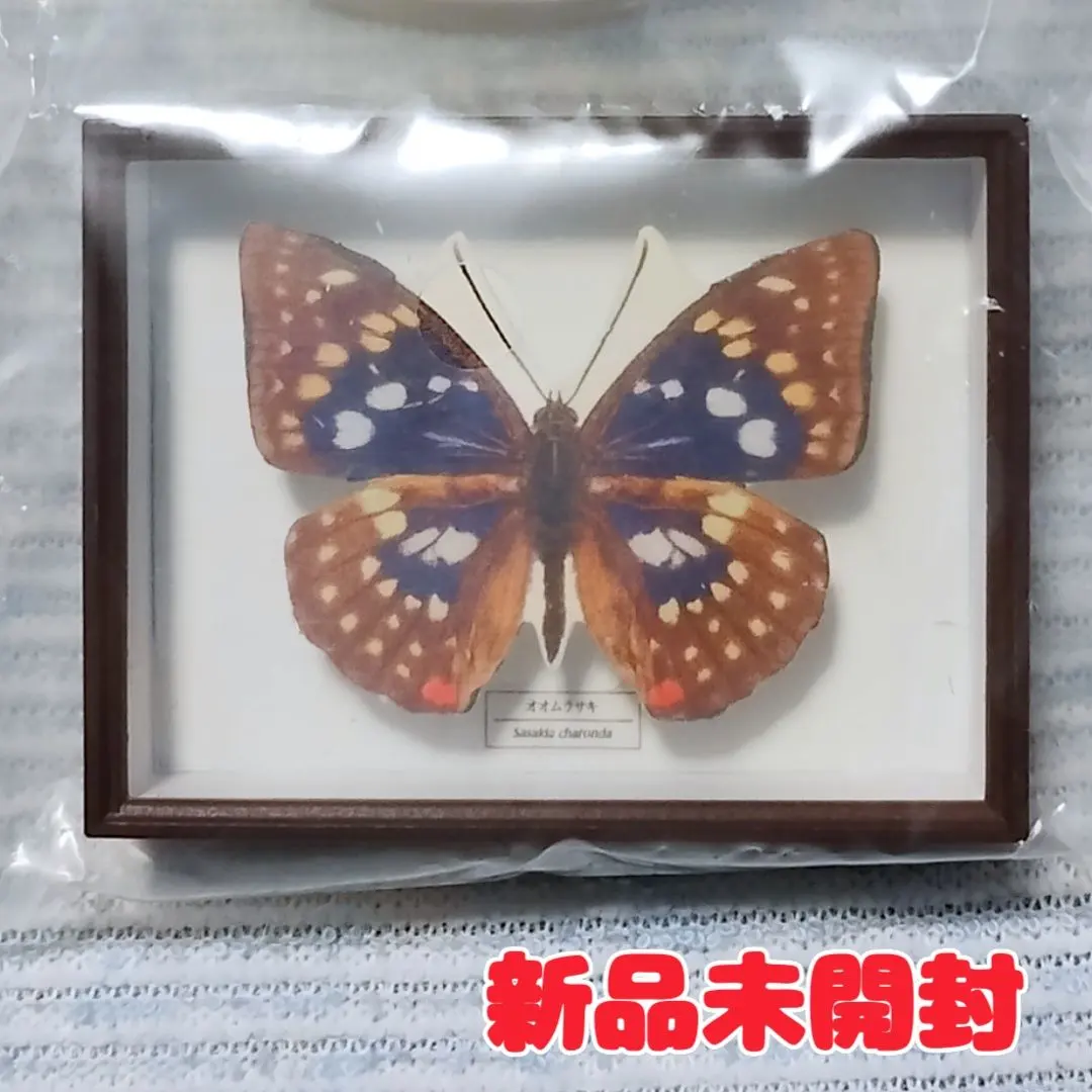 2026年最新】標本箱 ドイツの人気アイテム - メルカリ