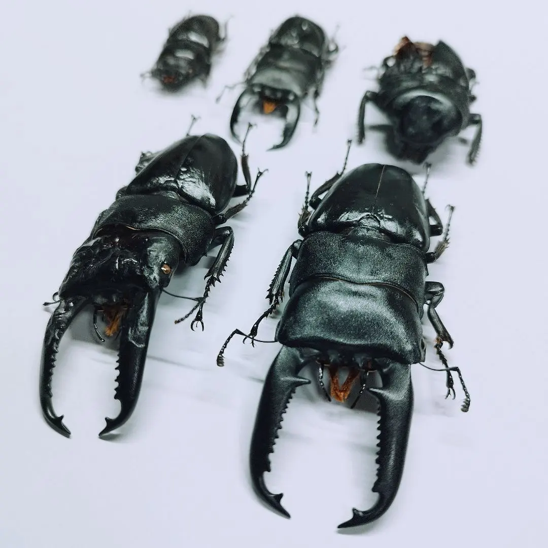 極レア】 パラワンオオヒラタクワガタ 112.9ミリ