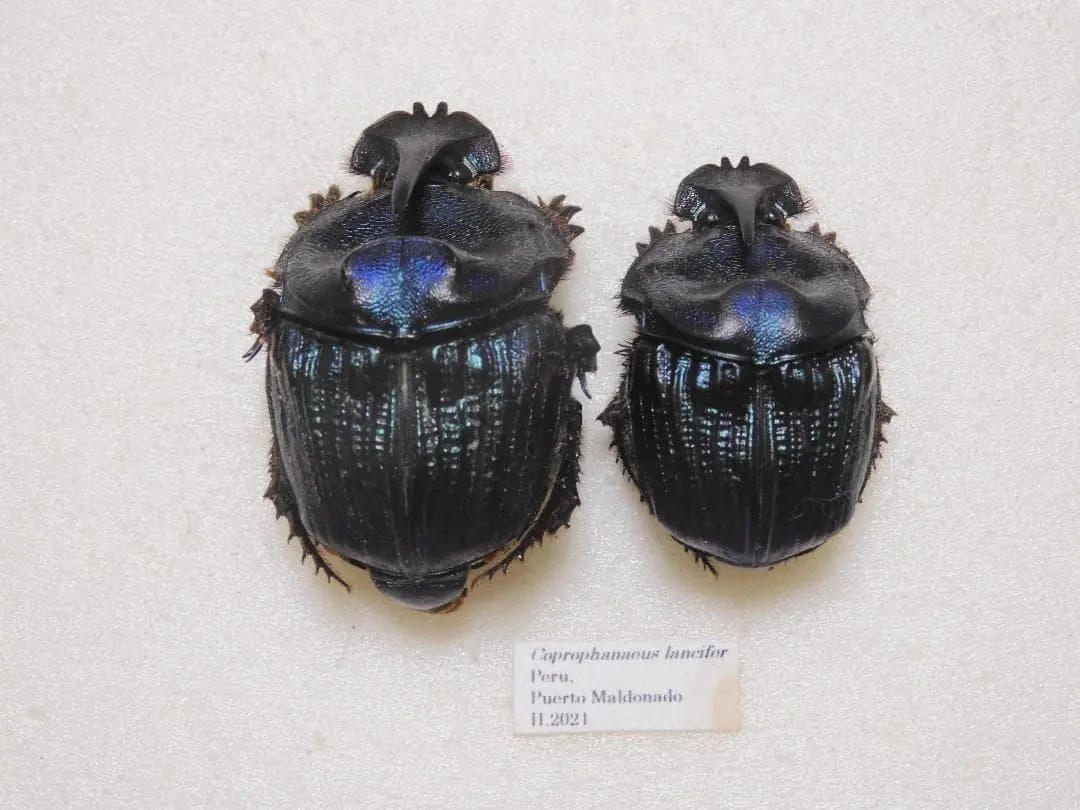 2026年最新】標本 ニジダイコクの人気アイテム - メルカリ