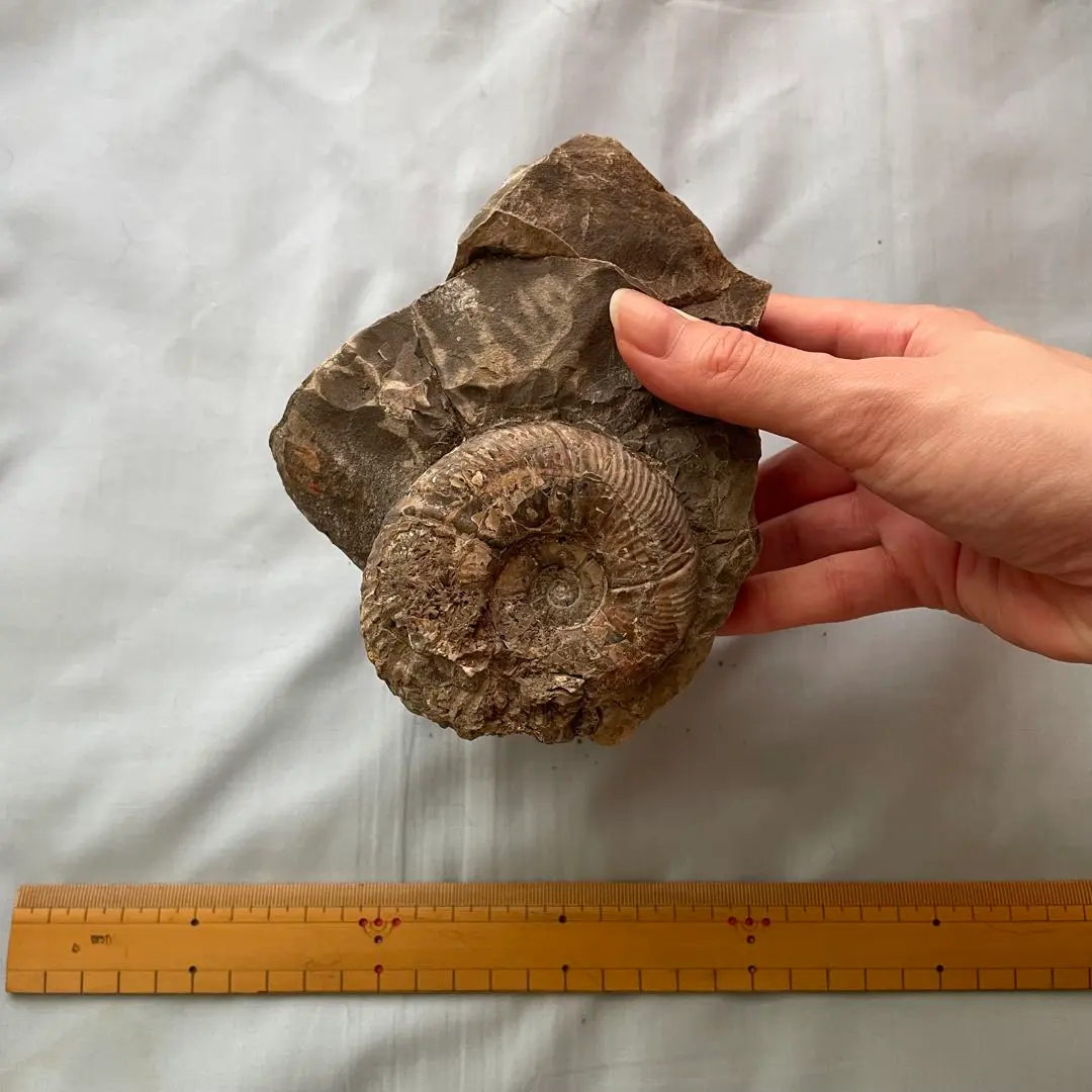 2026年最新】北海道産アンモナイトの人気アイテム - メルカリ