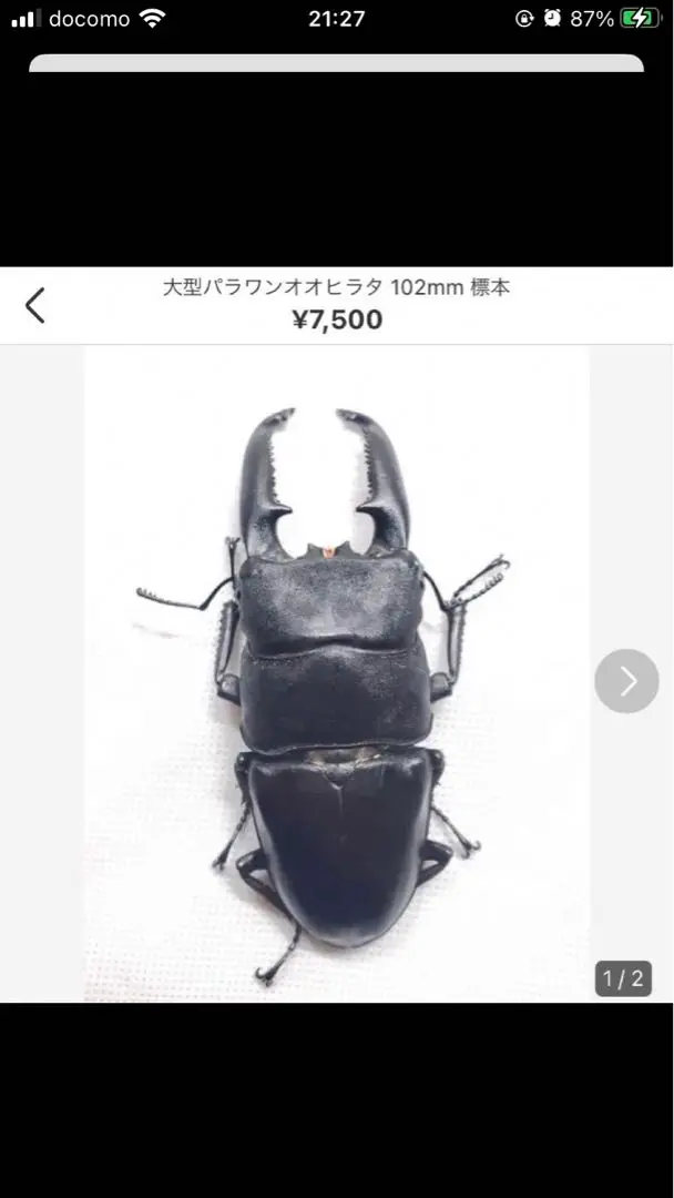 2026年最新】パラワンオオヒラタクワガタ標本の人気アイテム - メルカリ