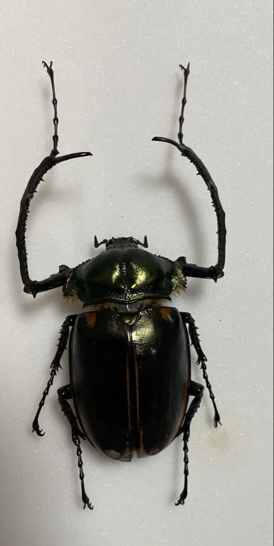 2026年最新】テナガコガネ 標本の人気アイテム - メルカリ