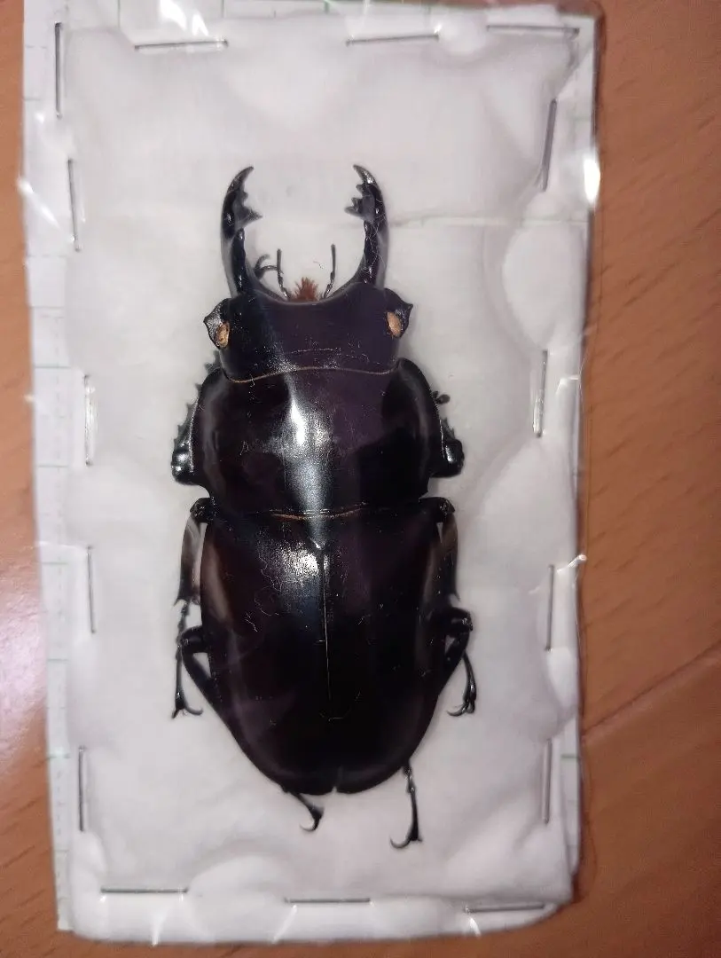 2026年最新】ヤエヤママルバネの人気アイテム - メルカリ