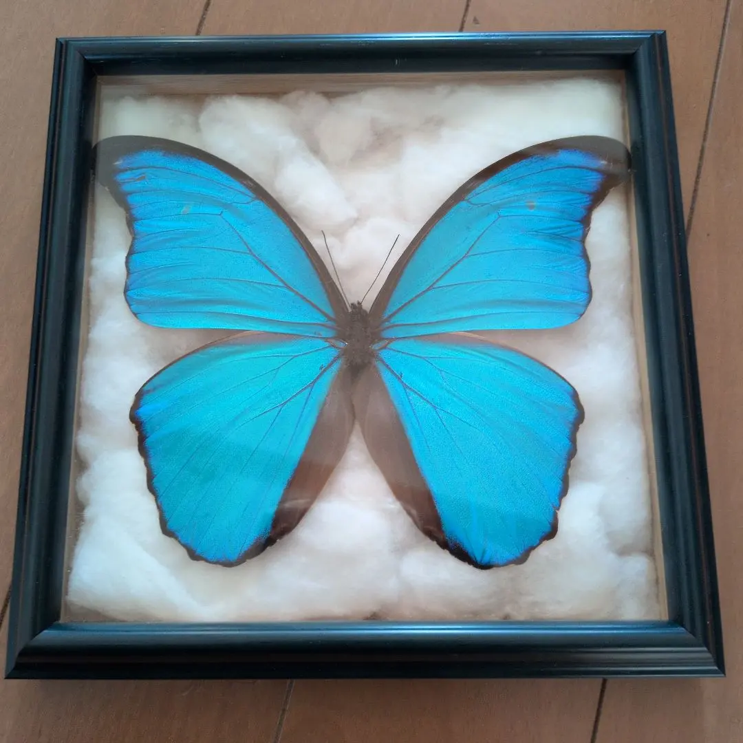 2026年最新】ディディウスモルフォの人気アイテム - メルカリ