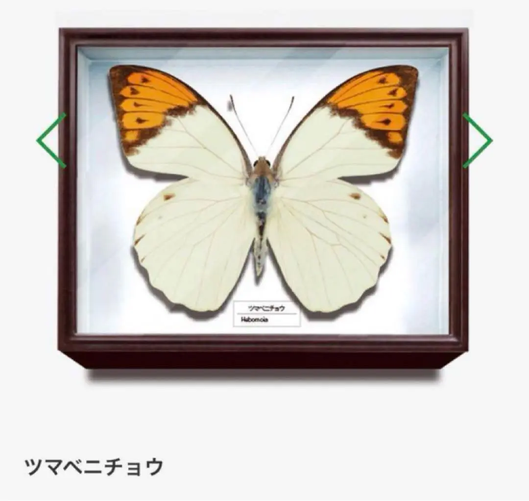 2026年最新】ツマベニチョウの人気アイテム - メルカリ