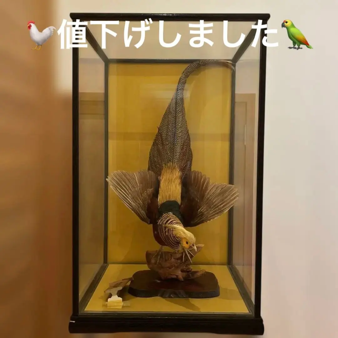 2026年最新】錦鶏鳥剥製の人気アイテム - メルカリ