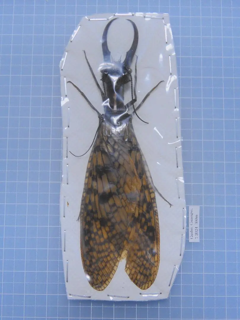 2026年最新】ヘビトンボ 標本の人気アイテム - メルカリ