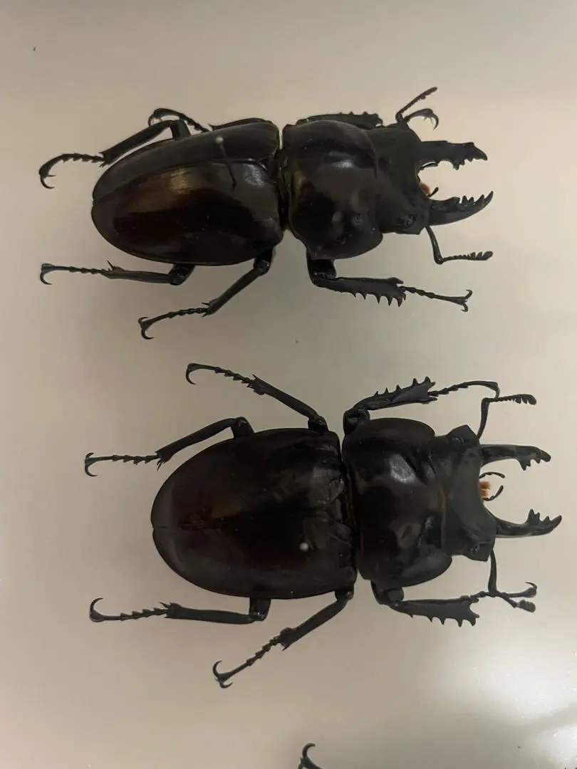 2026年最新】ヤエヤママルバネの人気アイテム - メルカリ