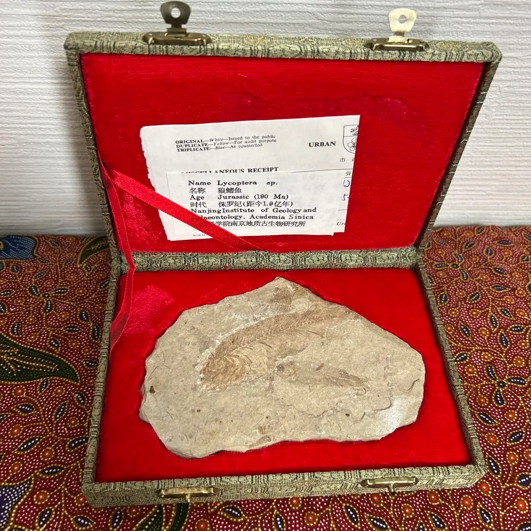 2026年最新】リコプテラの人気アイテム - メルカリ