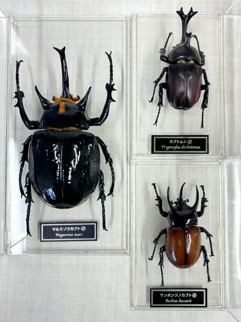 2026年最新】マルスゾウカブト標本の人気アイテム - メルカリ