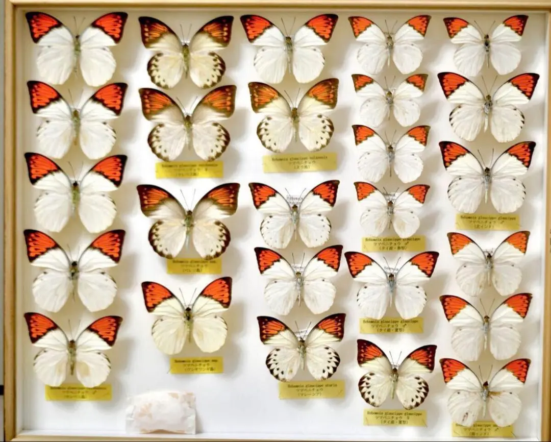 2025年最新】蝶標本 ドイツ箱の人気アイテム - メルカリ 蝶標本 ウスバ