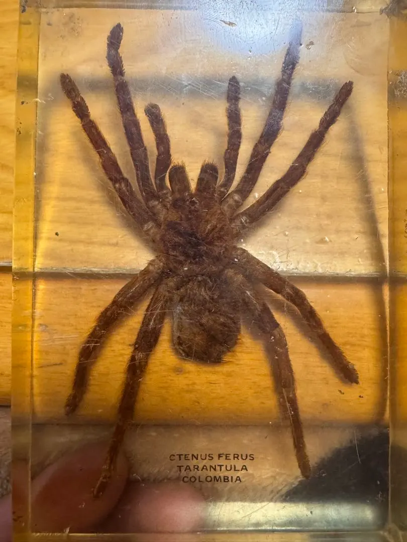 2026年最新】タランチュラ標本の人気アイテム - メルカリ