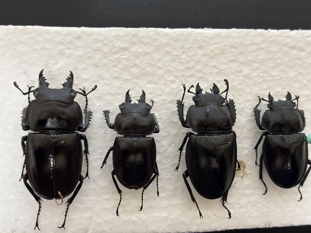 2026年最新】ヤエヤママルバネの人気アイテム - メルカリ