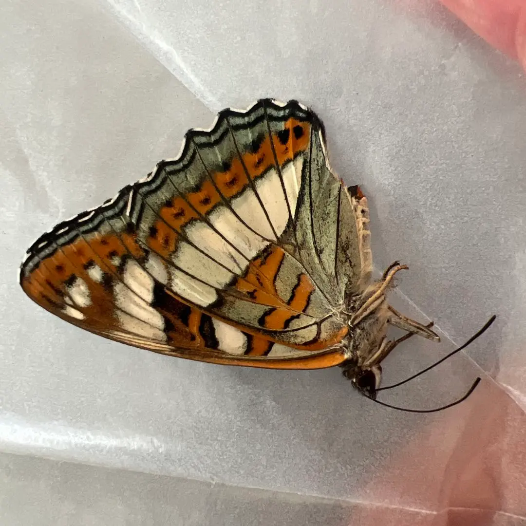 2026年最新】オオイチモンジの人気アイテム - メルカリ