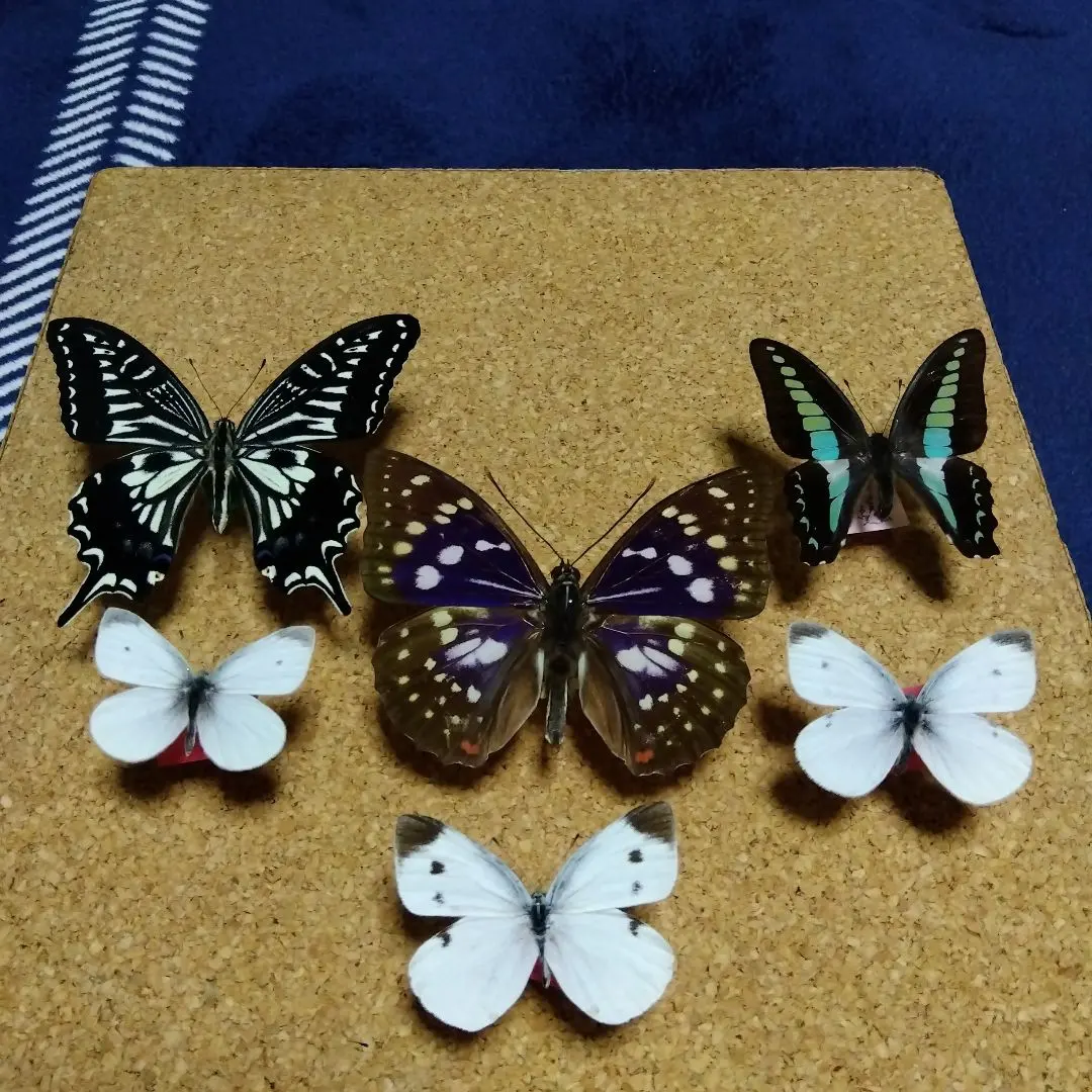 2026年最新】標本 オオムラサキの人気アイテム - メルカリ