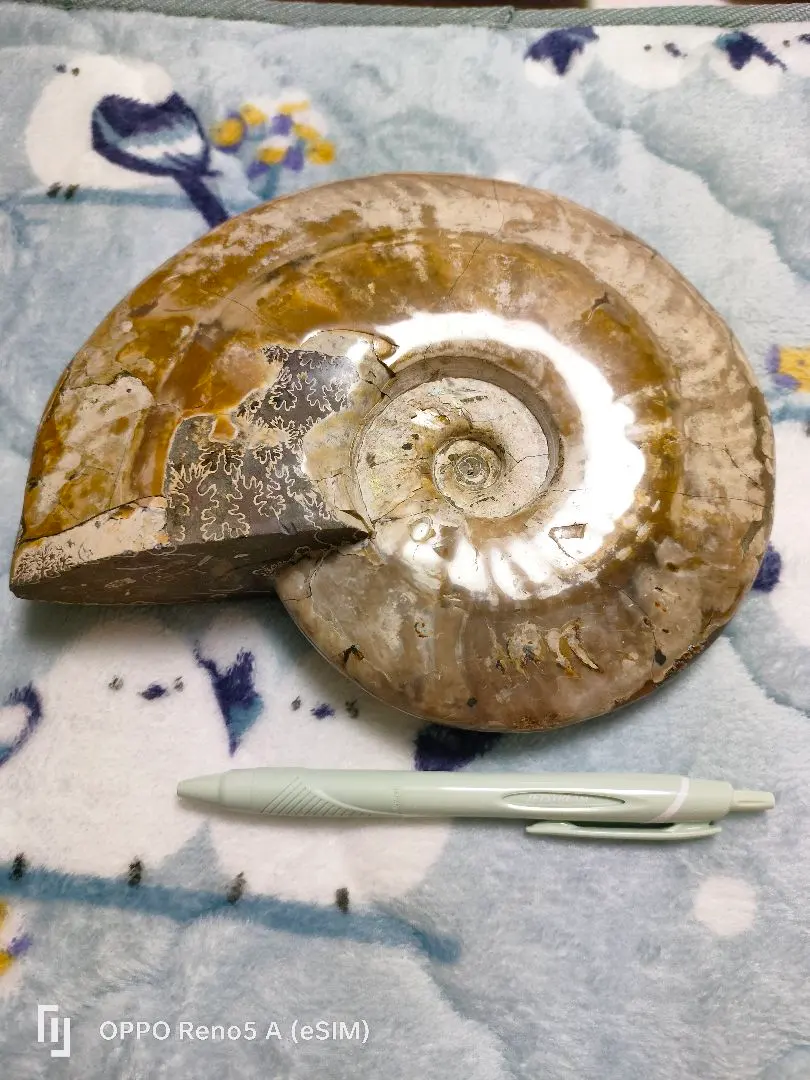 2026年最新】北海道産アンモナイトの人気アイテム - メルカリ