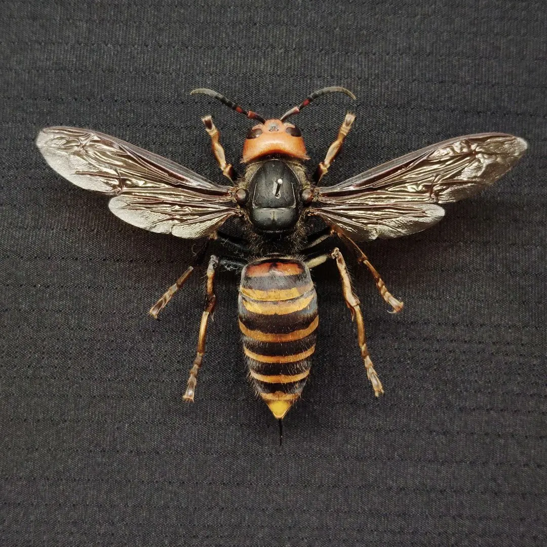 オオスズメバチ 女王蜂 立体標本2503 2025年最新】オオスズメバチ 女王
