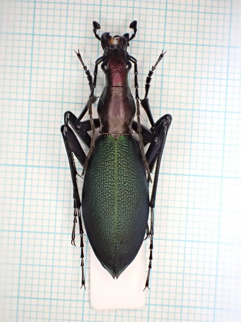 2026年最新】マイマイカブリ 標本の人気アイテム - メルカリ