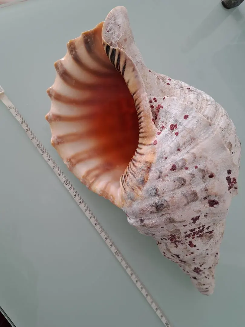 2026年最新】沖縄の法螺貝 ほら貝の人気アイテム - メルカリ