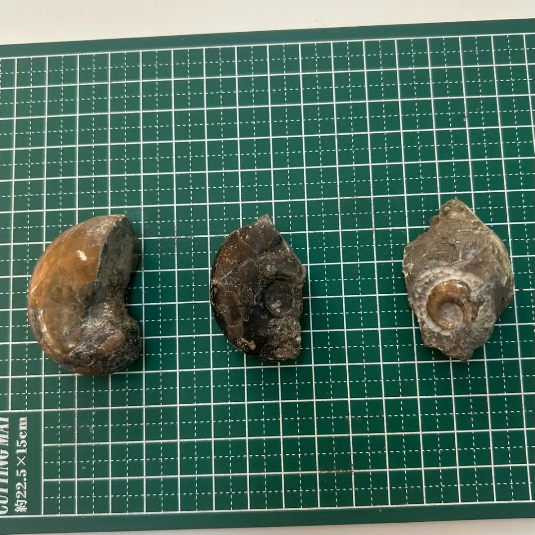 2026年最新】北海道産アンモナイトの人気アイテム - メルカリ