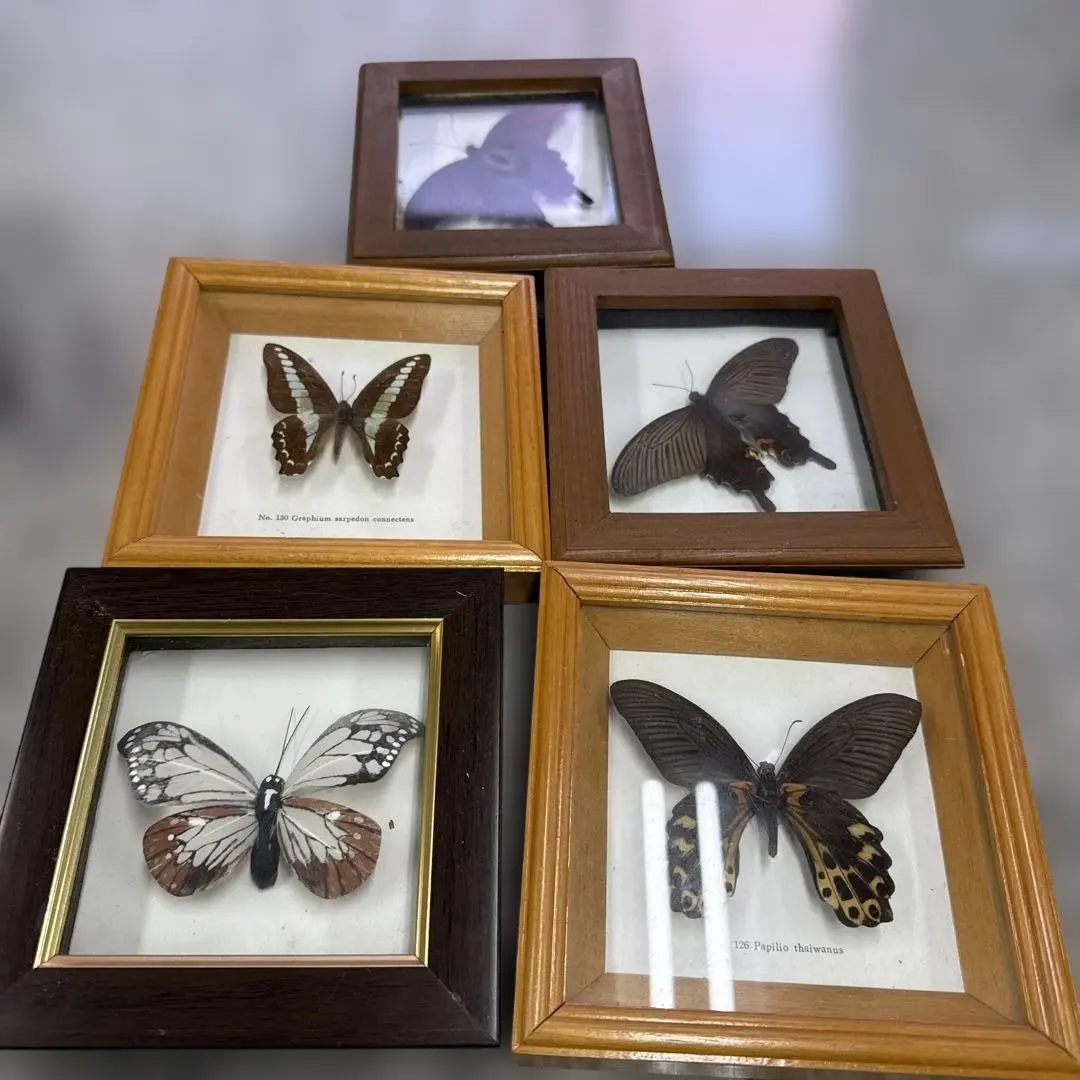 2026年最新】オオゴマダラ 標本の人気アイテム - メルカリ