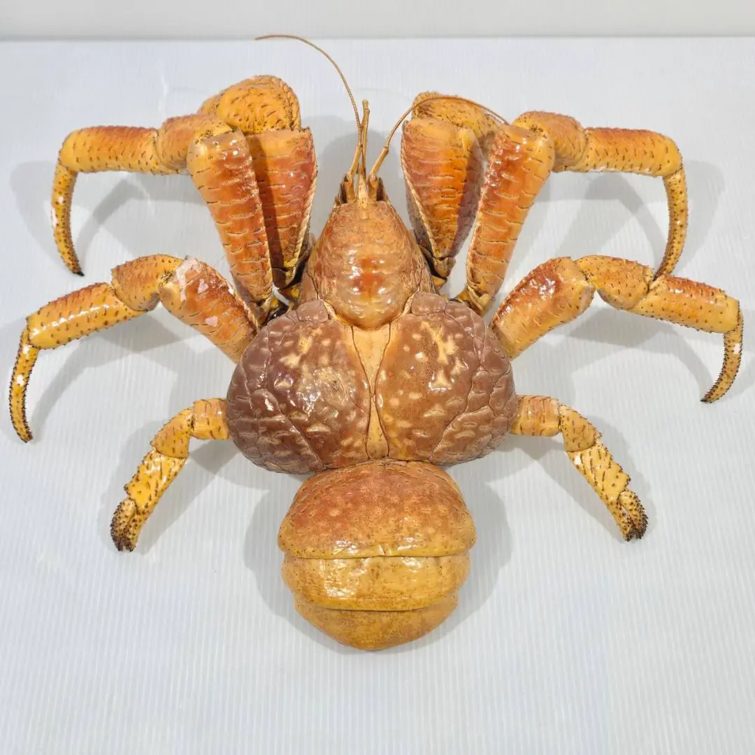 2026年最新】ヤシガニ剥製の人気アイテム - メルカリ