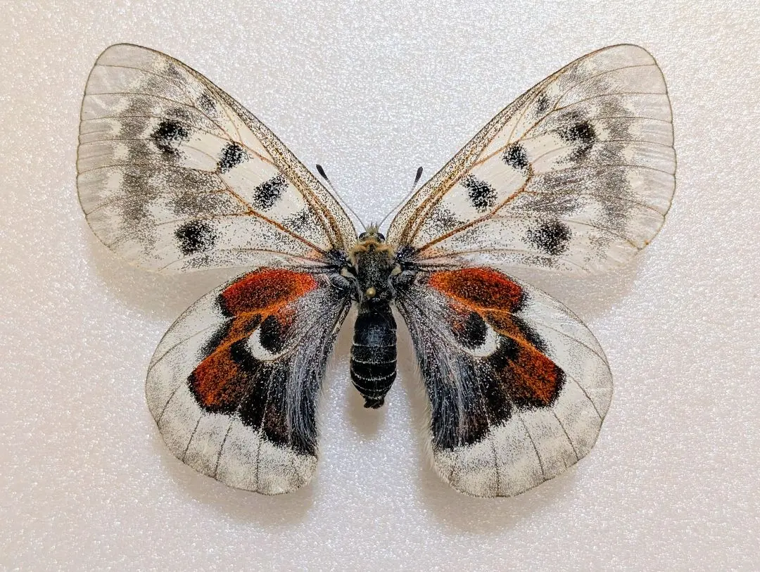 2026年最新】パルナシウスの人気アイテム - メルカリ