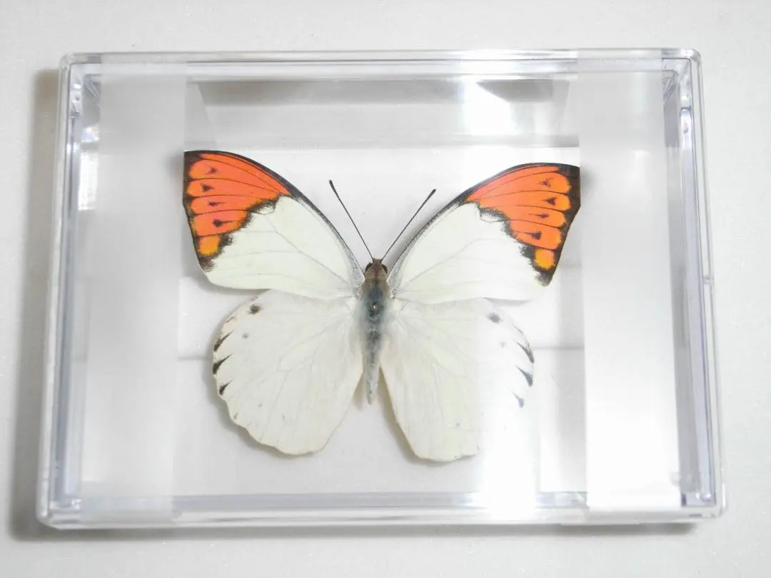 2026年最新】ツマベニチョウの人気アイテム - メルカリ