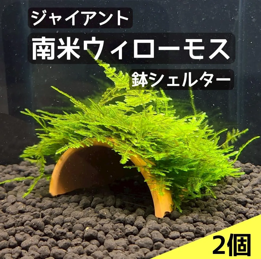2026年最新】南米ジャイアントウィローモスの人気アイテム - メルカリ