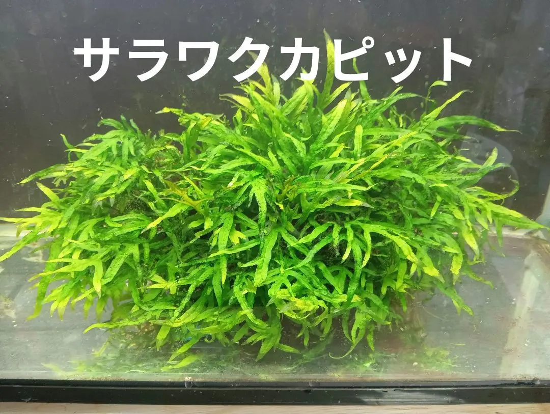 2026年最新】ミクロソリウム サラワクの人気アイテム - メルカリ