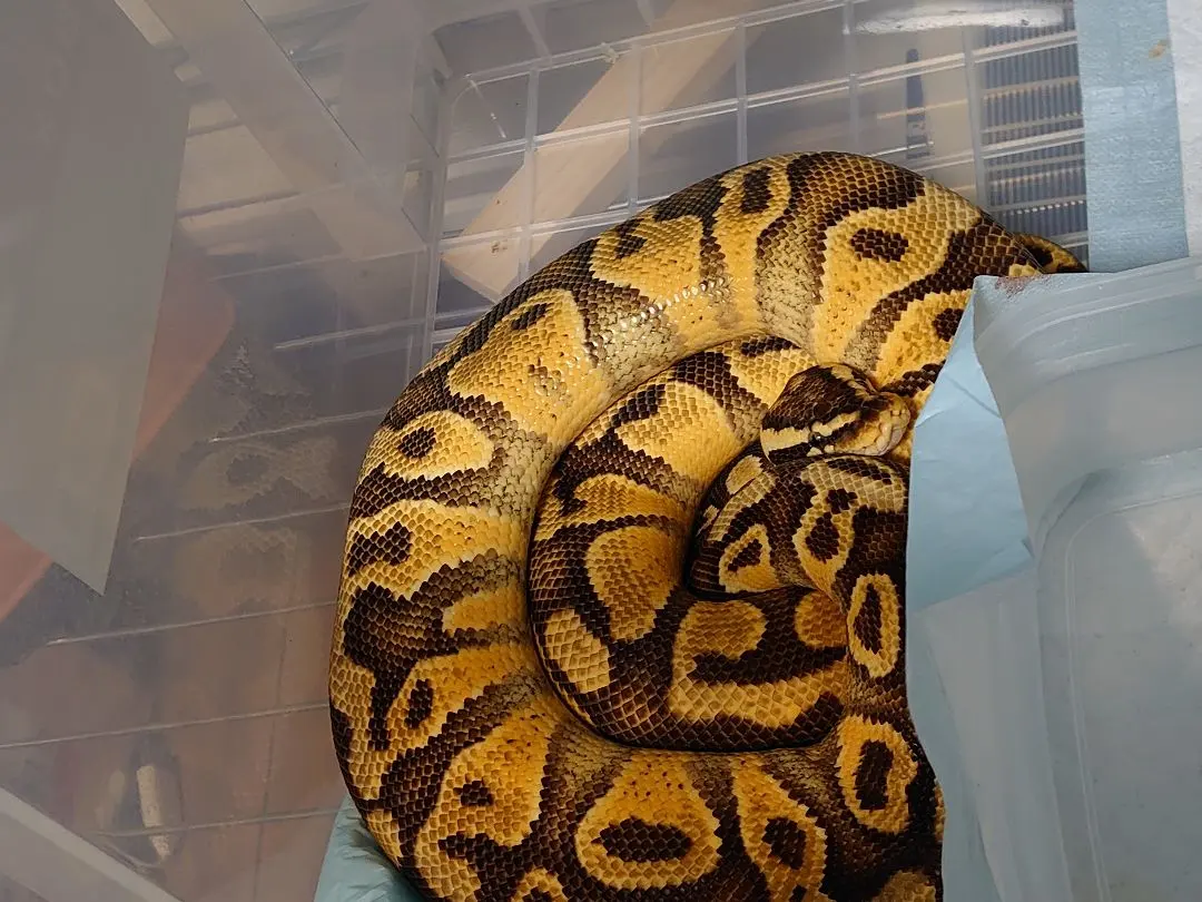 2026年最新】蛇の抜け殻 アオダイショウの人気アイテム - メルカリ