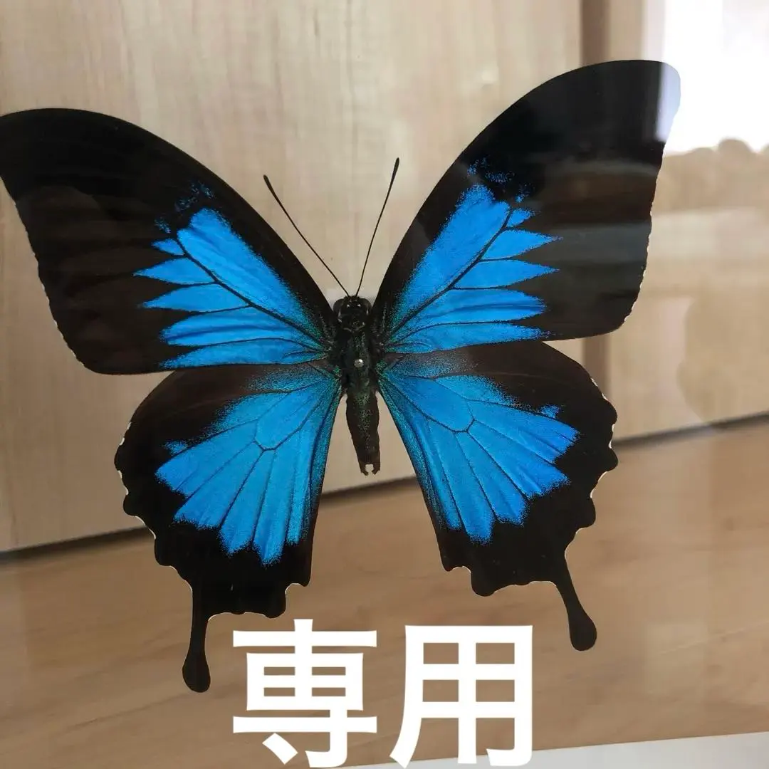 ヒメオオルリアゲハ ♂♀標本 77/78mm ☆ニューカレドニア産☆野外大型標本