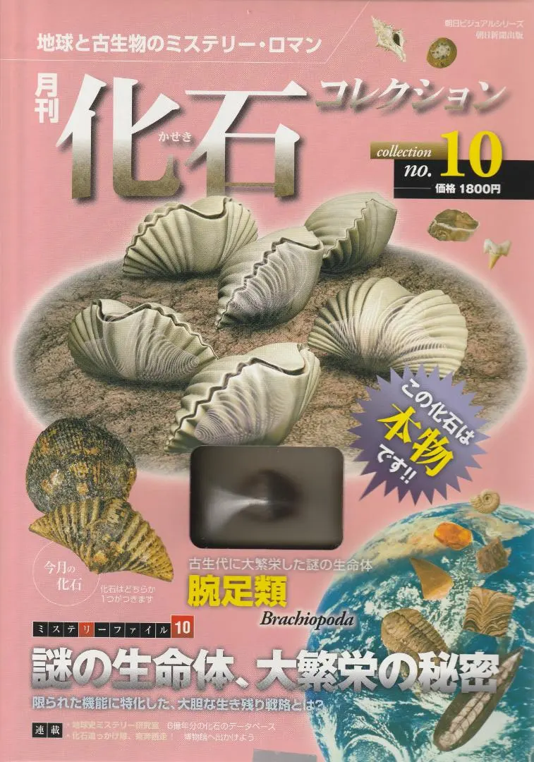 貝の化石 Holopea harpa 本物オルドビス紀