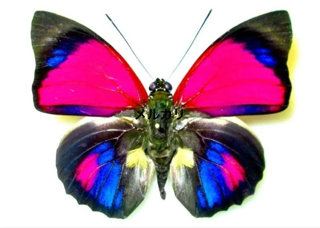 蝶標本 Xmasセール❗️カザリシロ ペア 蝶標本 Xmasセール