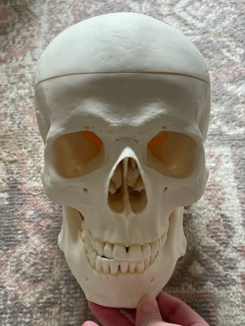 ソムソ社全身模型】可動式170cm人体模型ドイツSOMSO移動式キャスター付き