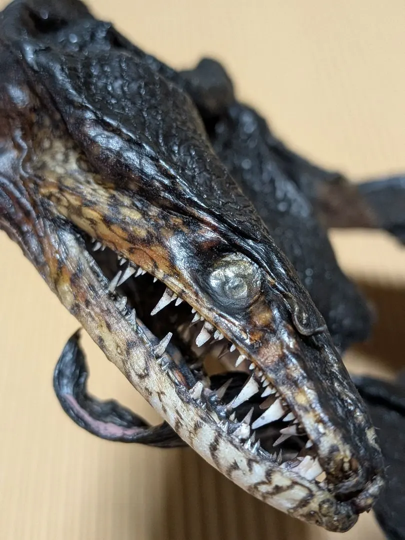 2026年最新】トラウツボの人気アイテム - メルカリ