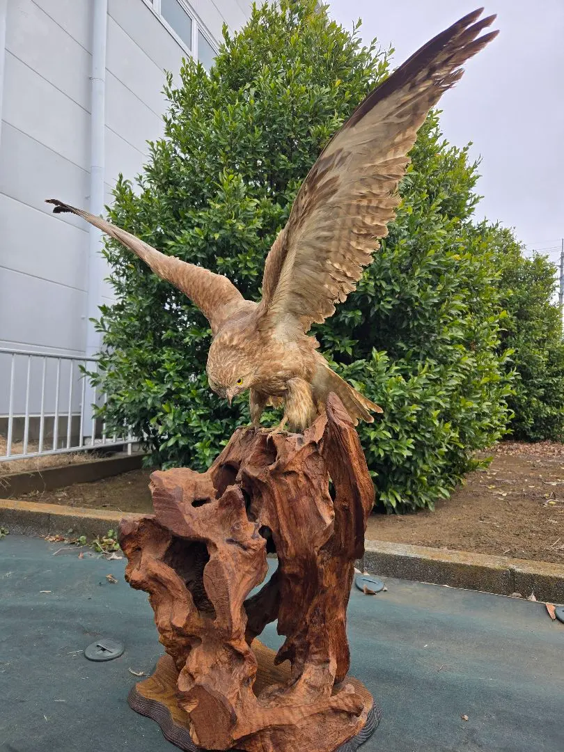 2026年最新】鷹 剥製の人気アイテム - メルカリ