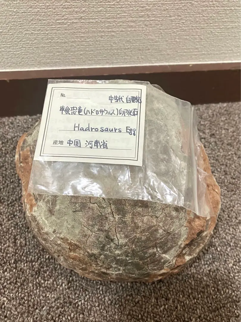 恐竜ハドロサウルスの卵本物保証化石/フィギュアコレクションインテリア