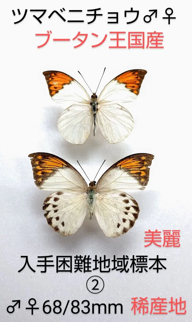 2026年最新】ツマベニチョウの人気アイテム - メルカリ