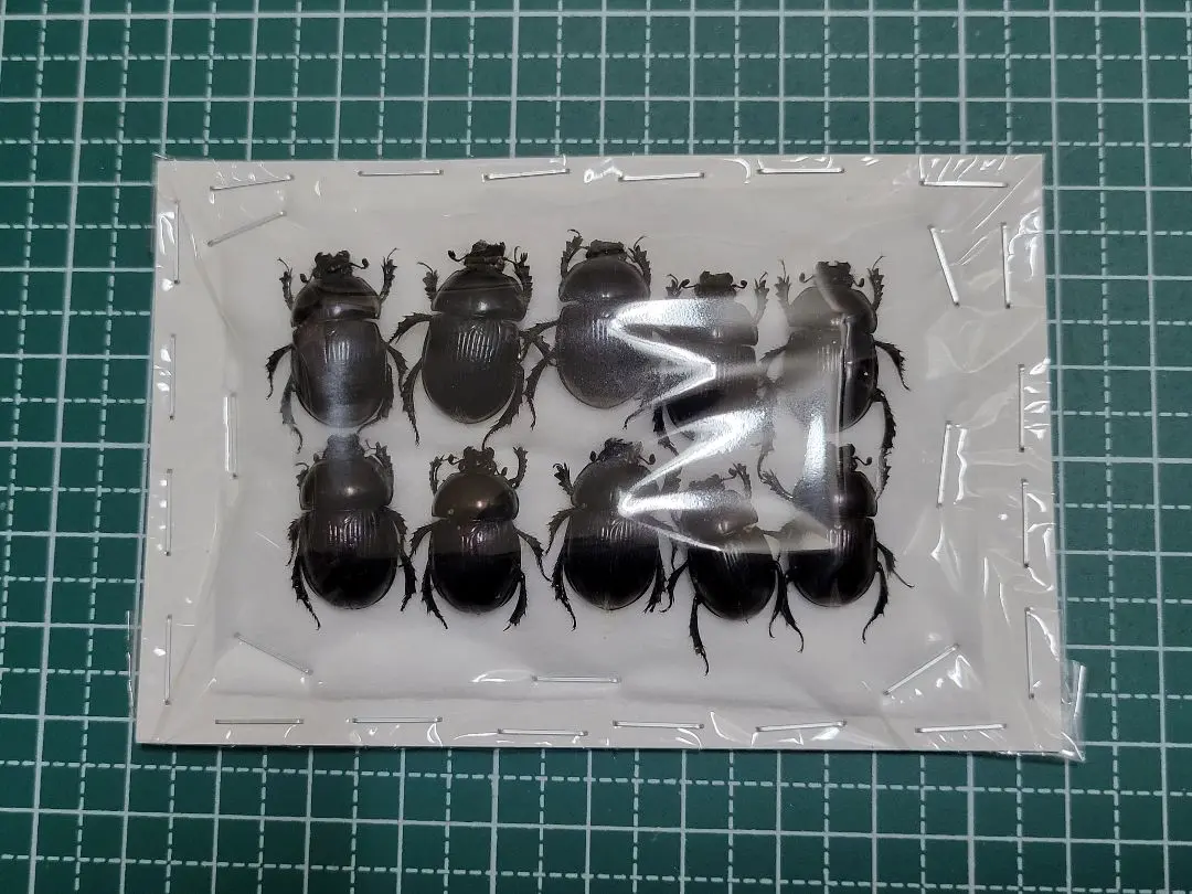 2026年最新】テナガコガネ 標本の人気アイテム - メルカリ