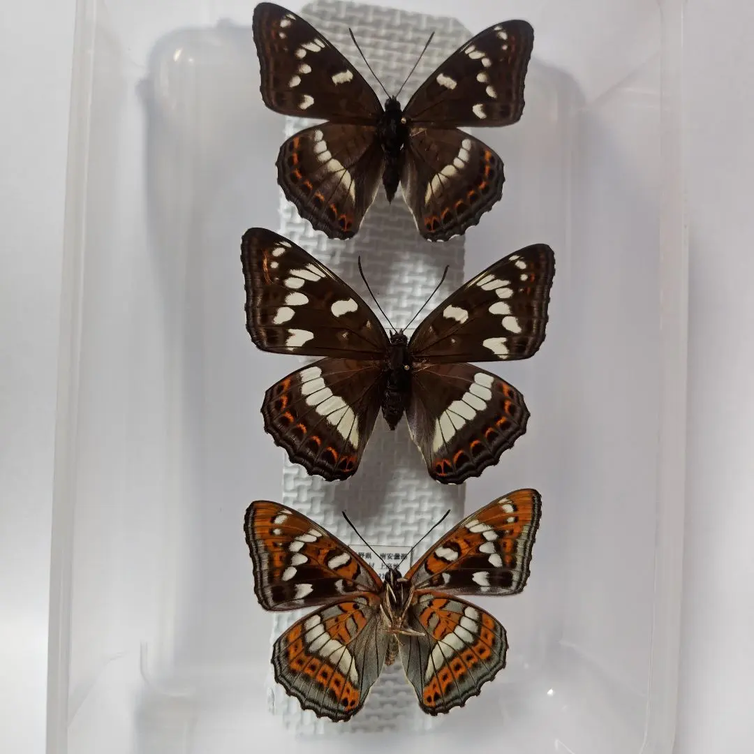 2026年最新】オオイチモンジの人気アイテム - メルカリ