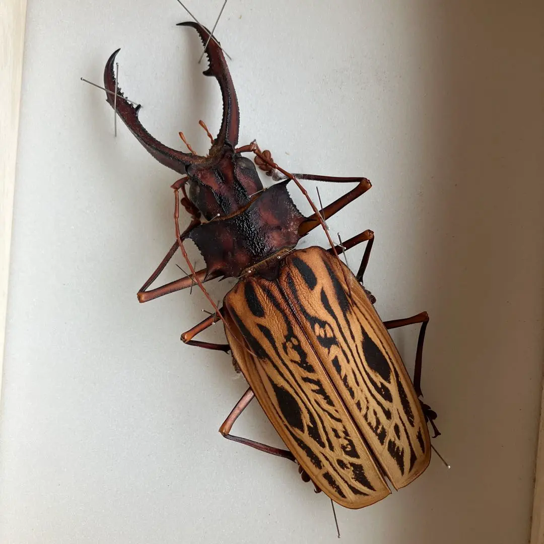 M*S様 特大 オオキバウスバカミキリ 標本 157ミリ 難アリ