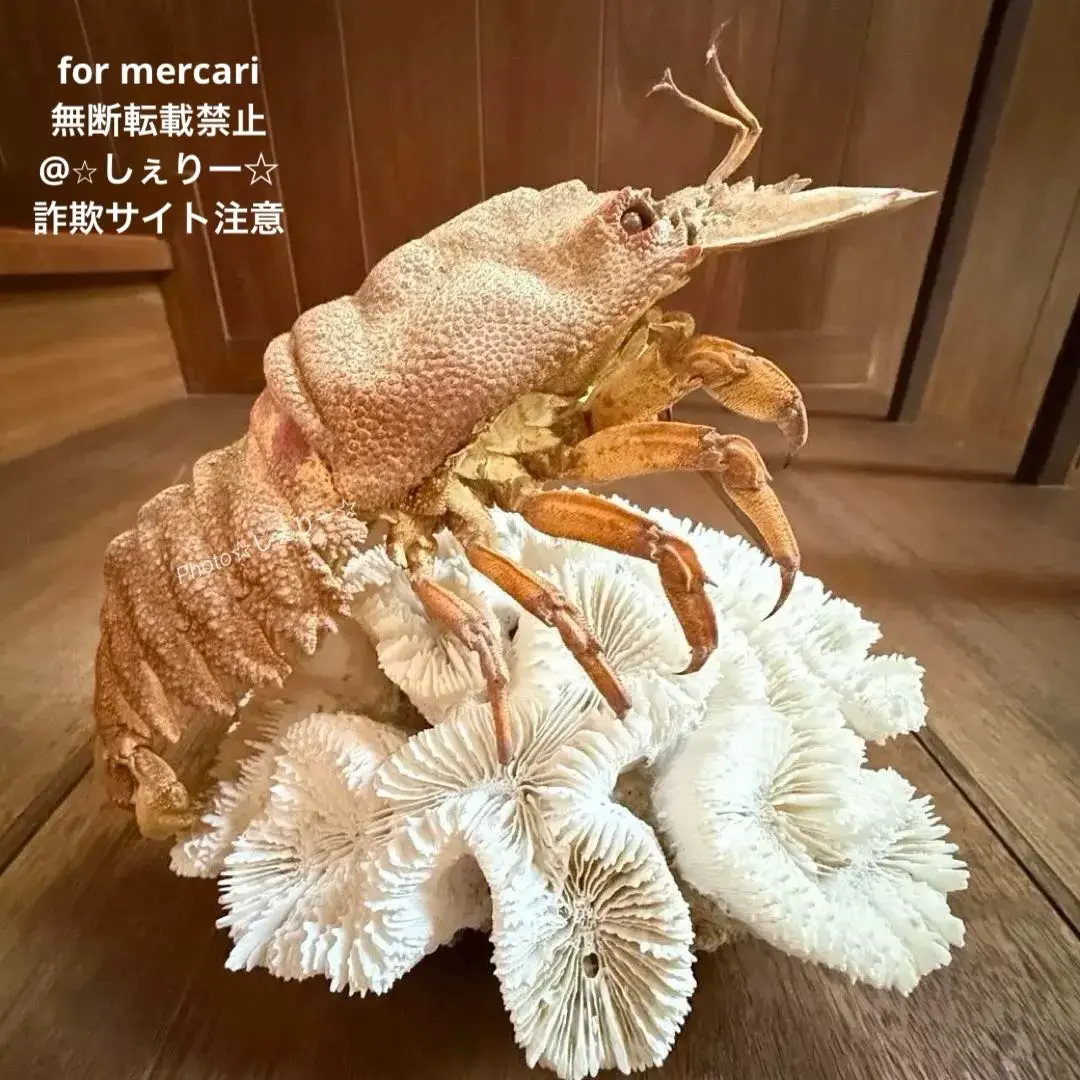 2026年最新】エビ 剥製の人気アイテム - メルカリ