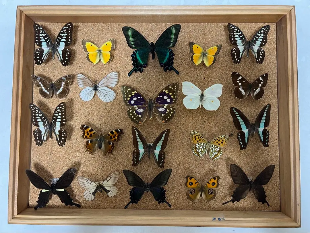 2026年最新】蝶標本 ドイツ箱の人気アイテム - メルカリ