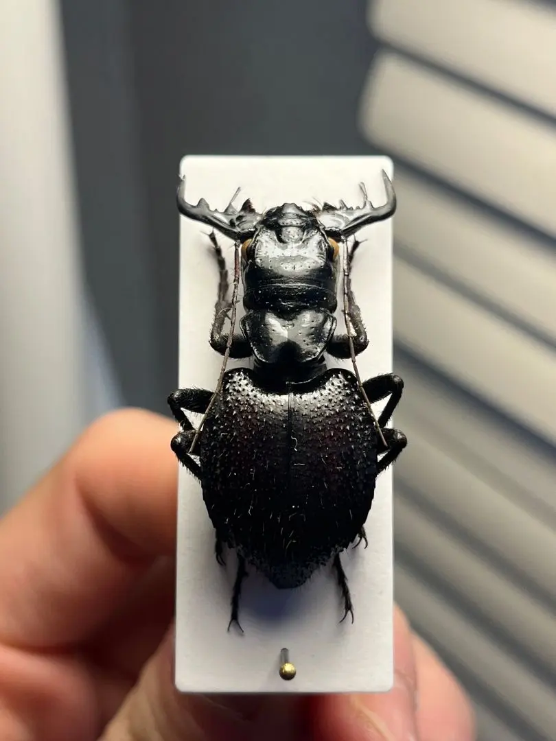 2026年最新】オオエンマハンミョウ 標本の人気アイテム - メルカリ