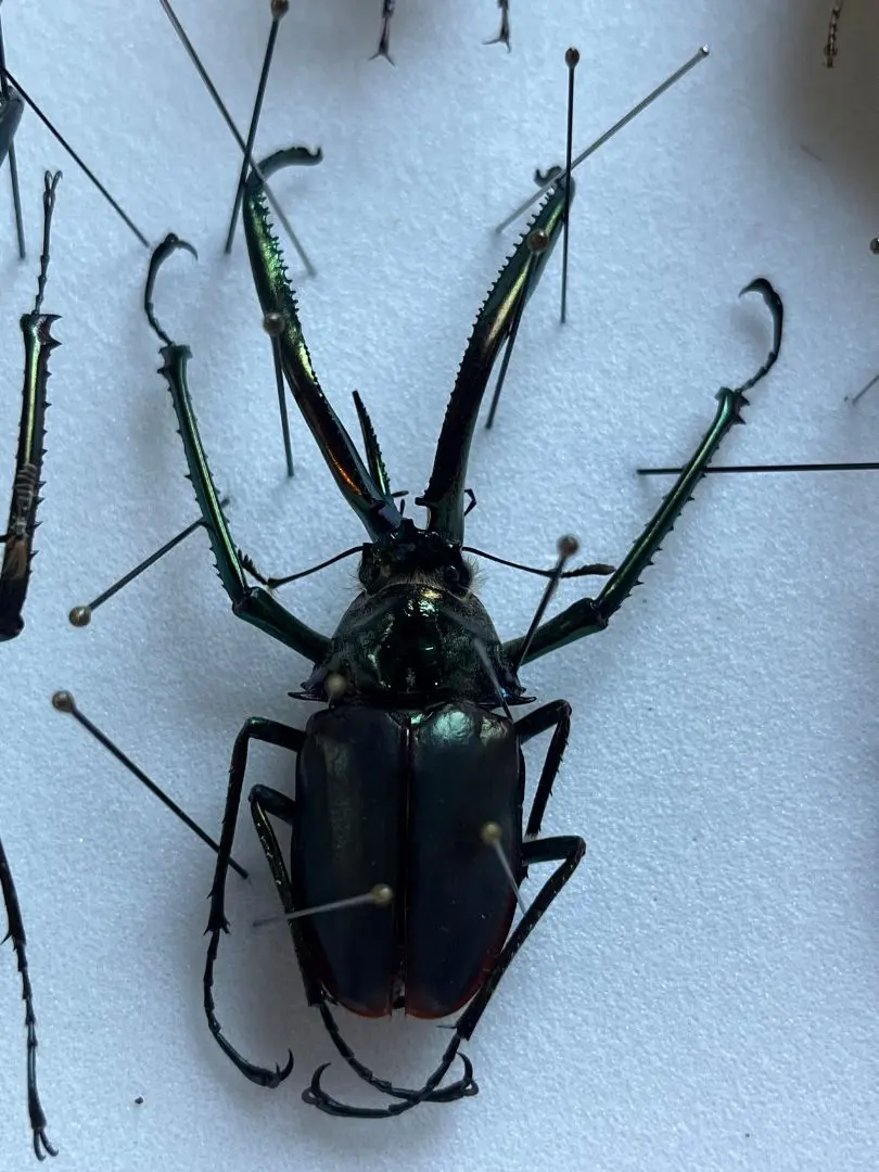 2026年最新】チリクワガタ 標本の人気アイテム - メルカリ