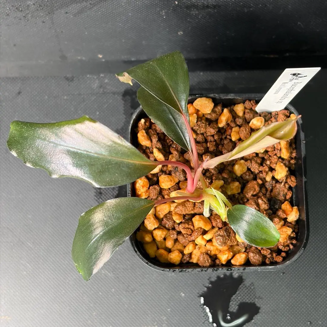 2026年最新】ブセファランドラ モトレイアーナの人気アイテム - メルカリ