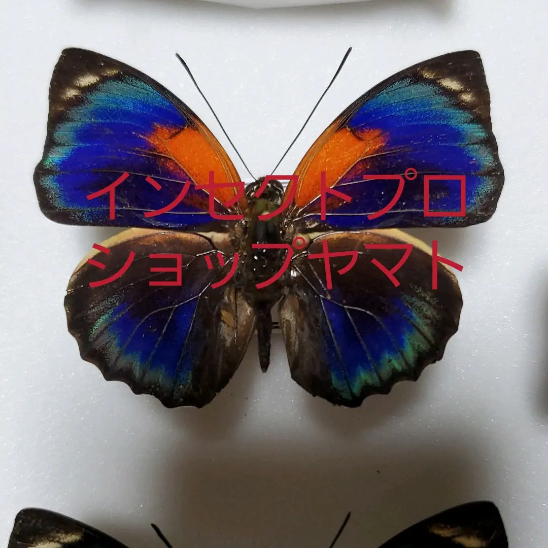 蝶々色々 標本 ナルキ♂️(亜種)含む