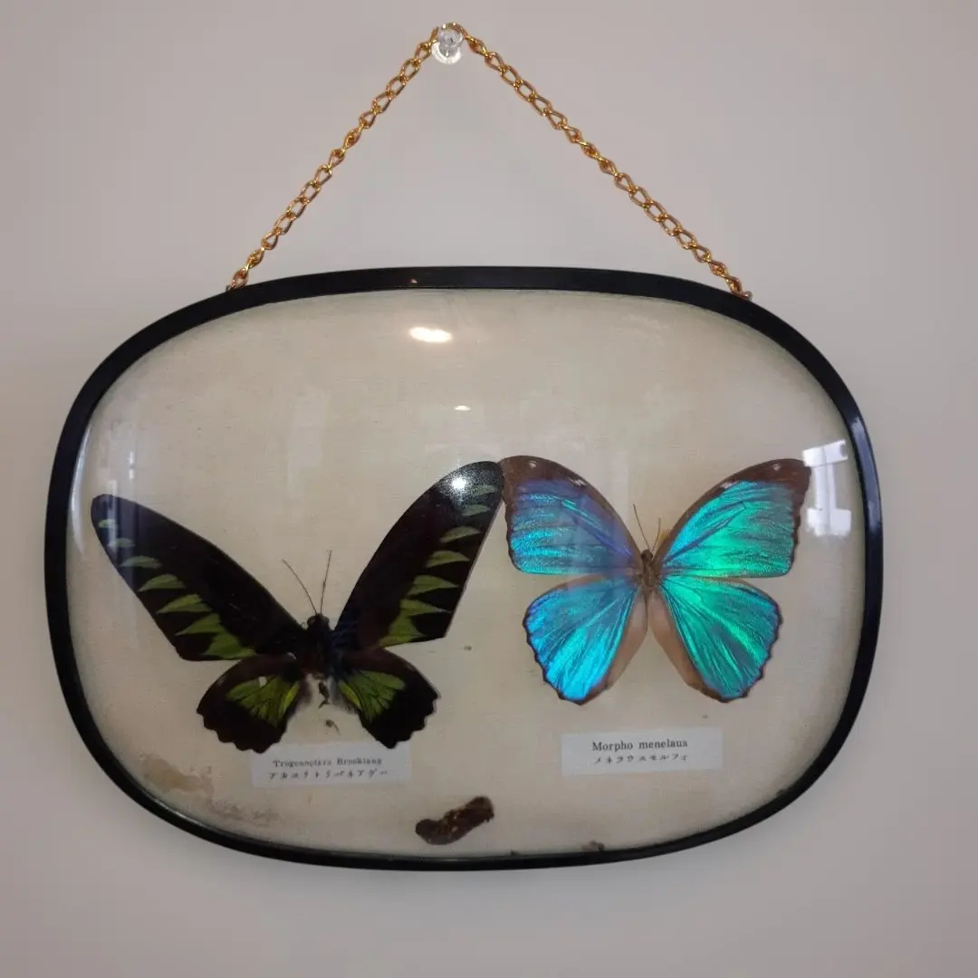 2026年最新】蝶 標本 アカエリトリバネアゲハの人気アイテム - メルカリ