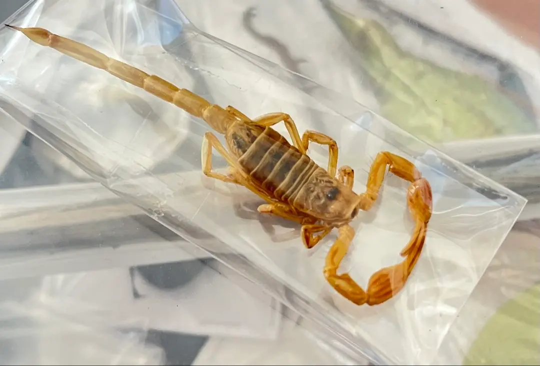 2026年最新】タランチュラ標本の人気アイテム - メルカリ